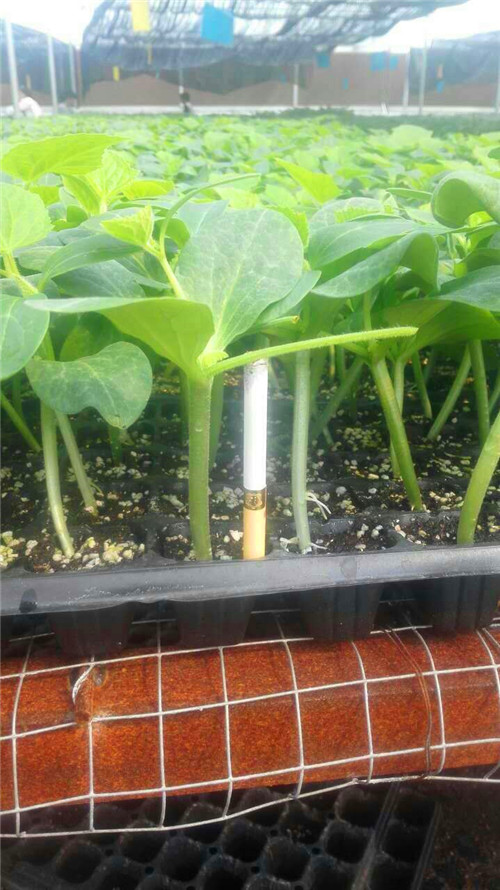 番茄苗,辣椒苗,嫁接茄子苗,嫁接黄瓜苗,蔬菜苗,种苗_双.