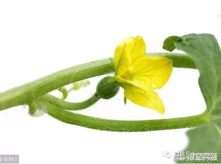 猕猴桃不结果子,你种的可能是棵公猕猴桃树,嫁接能够解决问题