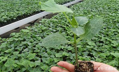 想要黄瓜苗嫁接后有高产能,还得提高其成活率,就要这样做!