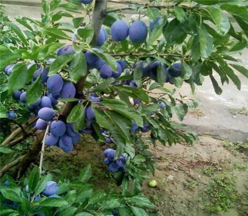 恐龙蛋李子苗 西梅李子苗 价格实惠 八方资源网