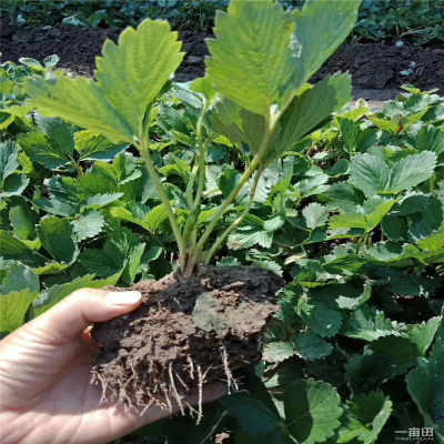 盘锦 草莓苗 多少钱