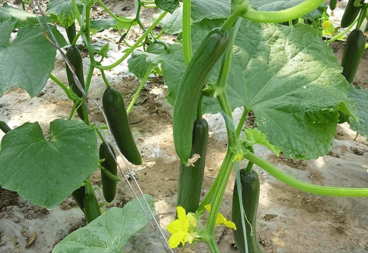 温室黄瓜嫁接创新:串接法