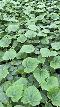 嫁接黄瓜苗厂 德瑞特黄瓜苗 黑油亮黄瓜苗