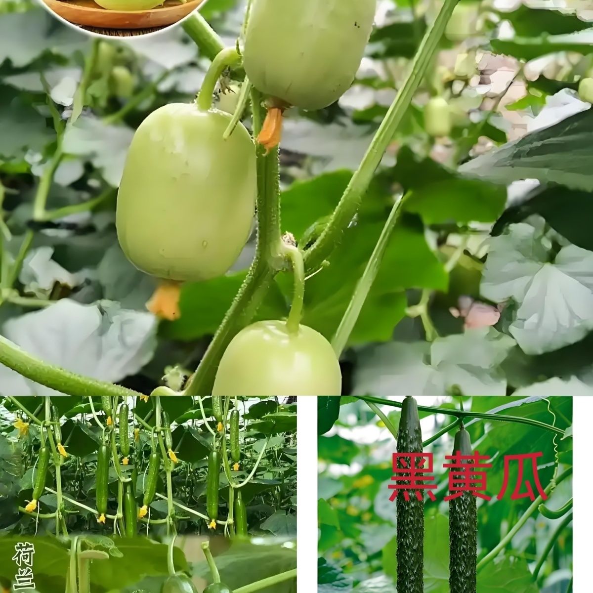 黄瓜苗水果黄瓜秧苗盆栽苗嫁接黄瓜秧苗四季阳台玉女黄瓜蔬菜种苗