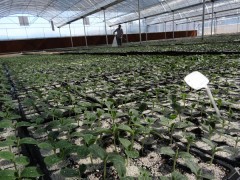 黄瓜苗,黄瓜嫁接苗,蔬菜种苗生产厂家_中国贸易网