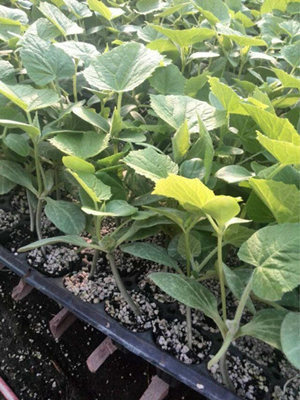 承德黄瓜苗 嫁接黄瓜苗育苗公司