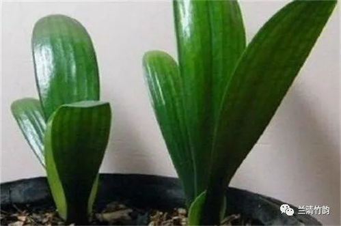 精品君子兰小苗哪里买最好,花卉市场即可购买