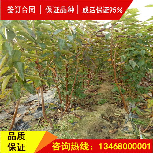 【资讯:先锋樱桃苗厂家】- 