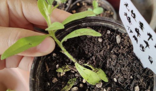 矮牵牛焦枯,萎蔫,黄叶,稀疏,看实践图解析,花多叶茂不困难 黄化 叶色 花苞 网易订阅