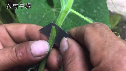 牛叔用葫芦嫁接黄瓜,究竟是异想天开还是能成活 大家一起来看看