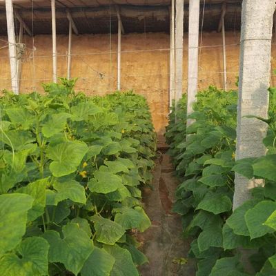 黄瓜种苗 供应翠丽水果黄瓜苗 海泽拉嫁接小黄瓜苗 无刺水果