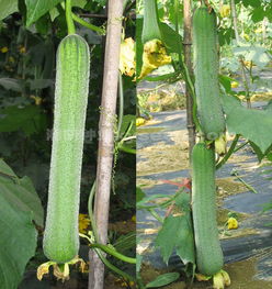 亚华早靓 天鸿种子网产品中心 最新最全的种子供求信息,辣椒种子,黄瓜种子,番茄种子