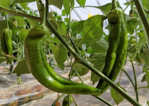 绿色健康食的蔬菜水果