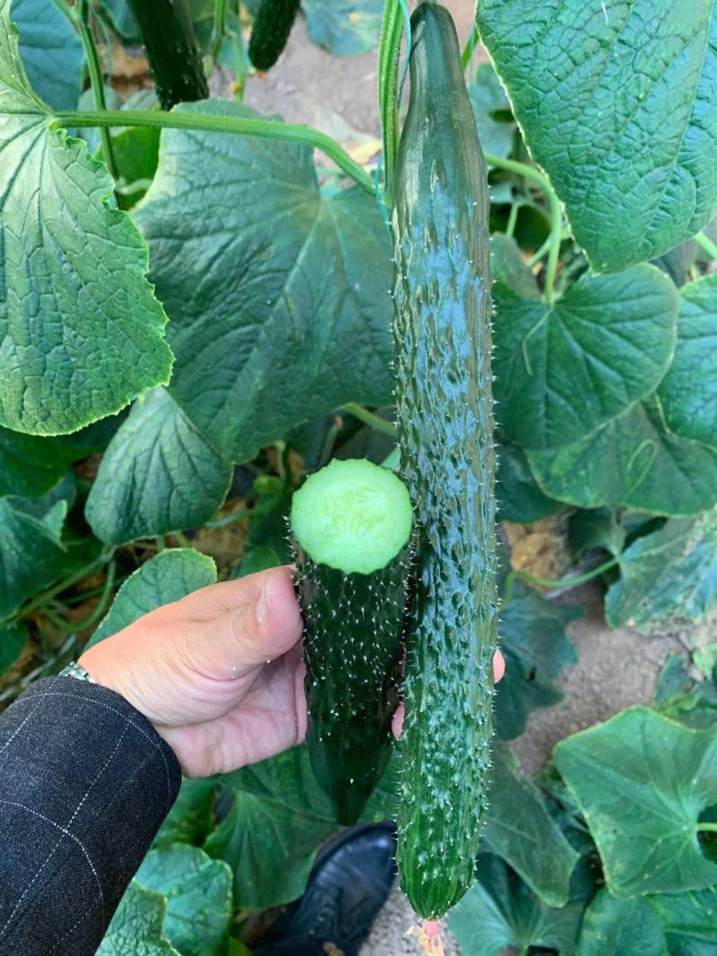 [黄瓜苗批发]山东潍坊寿光市黄瓜苗 0.60元/棵黄瓜种苗,嫁接 _ 一亩田