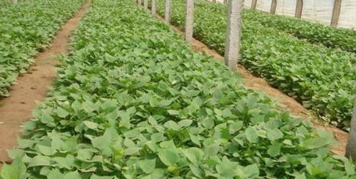 农村一种作物,不是播种就能直接结果,注意4点增产又增收