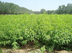 临沂鑫乐沂蒙霜红桃种植专业合作社供应热卖 邮编商务网youbian.com