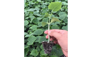 黄石育黄瓜嫁接苗【818Y】