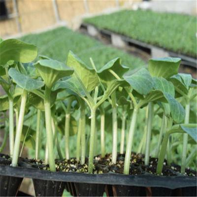 嫁接种苗黄瓜苗厂家全国发货 强雌黄瓜苗