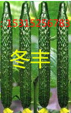 嫁接高产黄瓜种子 抗病毒 高产耐低温黄瓜种子批发
