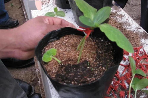 贴接 顶芽插接 靠接,一文搞懂黄瓜育苗三大嫁接技术