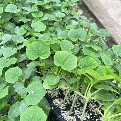 水果黄瓜种苗 嫁接黄瓜苗,一级苗。