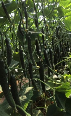 [未来103黄瓜苗批发]山东潍坊寿光市黄瓜苗 0.70元/棵嫁接 _ 一亩田