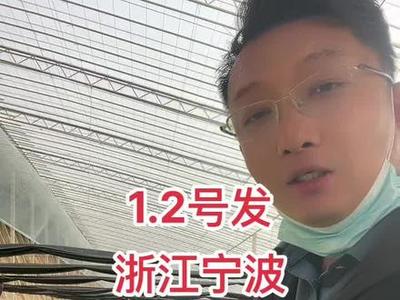 新一代白不老芸豆,生长速度快,产量高