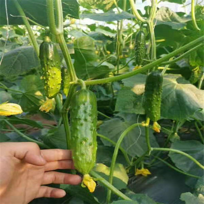 武汉嫁接旱黄瓜苗 旱黄瓜育苗基地