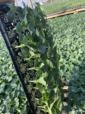 [黄瓜种苗黄瓜种苗 自生根黄瓜苗 ,嫁接黄瓜苗价格0.25元/株