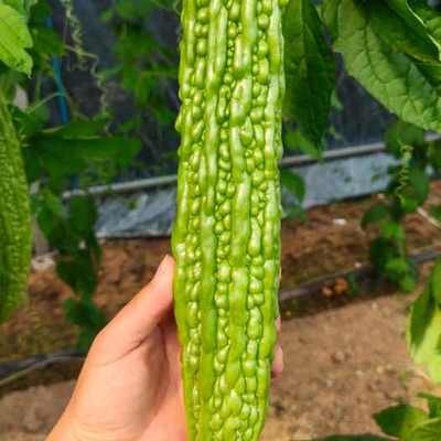 只做优质嫁接黄瓜苗,优良黄瓜品种