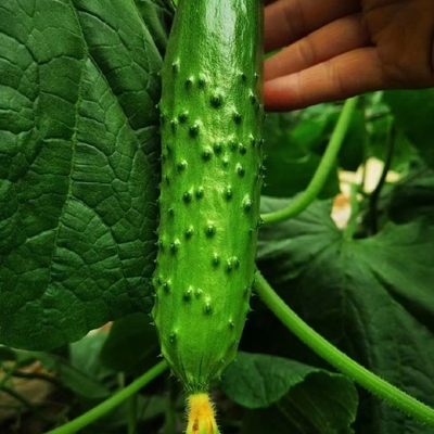 水果黄瓜种苗 嫁接黄瓜苗,一级苗。