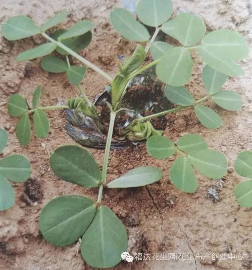 花生从发芽到结果全过程图片记录 太珍贵了