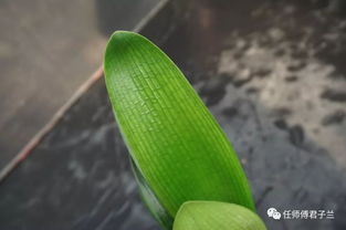 20180227更新2015年品种兰子代苗15棵 图片较多 建议wifi下浏览