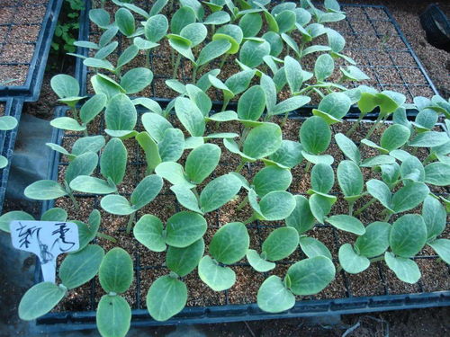 嫁接有机黄瓜,如何少生病