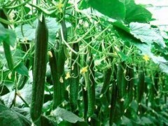 潍坊黄瓜苗价格,小黄瓜嫁接苗 黄瓜苗,寿光黄瓜苗,黄瓜嫁接苗