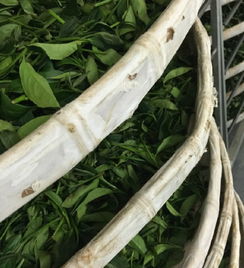 他们种了130株茶苗,被新西兰食品安全系统折磨了20年,开创了一个茶叶新世界