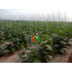 安信种苗 平邑嫁接黄瓜苗 嫁接黄瓜苗那里有