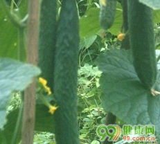 美容必不可少的10大食物