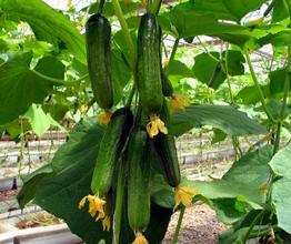 石家庄嫁接黄瓜苗基地 育黄瓜种苗厂家