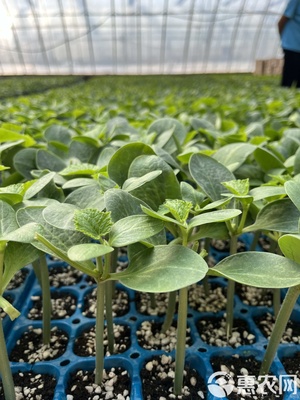 嫁接黄瓜苗 短把密刺黄瓜苗 强雌油亮顺直黄瓜苗 绿瓤好吃