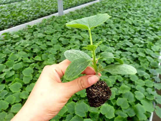 菏泽供应嫁接黄瓜苗 苗厂批发18765720716(图).