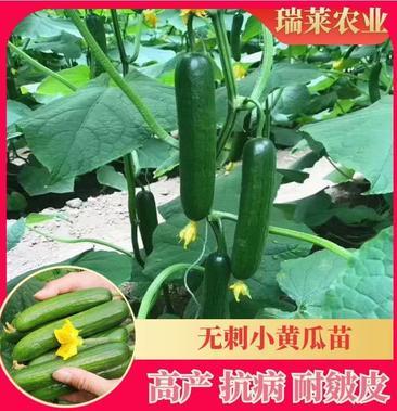 嫁接黄瓜苗无刺小黄瓜苗 水果小黄瓜苗乳瓜苗高产抗病耐皴皮
