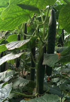 黄瓜嫁接苗代育 强雌黄瓜苗批发 抗病黄瓜苗