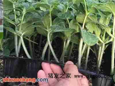 咸宁嫁接黄瓜苗 西红柿育苗基地