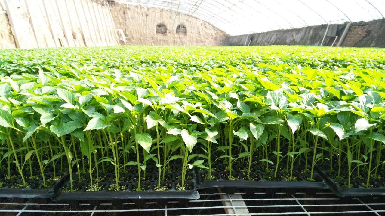 番茄种子|抗TY西红柿种子|西红柿种子|辣椒种子|西葫芦种子|西红柿苗|黄瓜种子|嫁接黄瓜苗|嫁接西红柿苗-寿光市万宇农业发展|辣椒苗