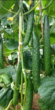 大包大刺黄瓜种子,油亮密刺黄瓜种子,荷兰水果黄瓜,嫁接砧木种子