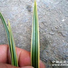 精品下山 线艺前垄苗