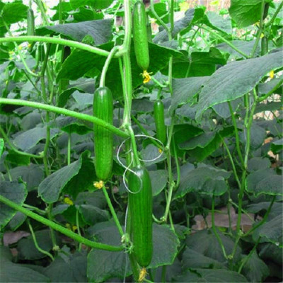 黄瓜苗 黄瓜种子 旱黄瓜苗 水果黄瓜苗 嫁接黄瓜苗