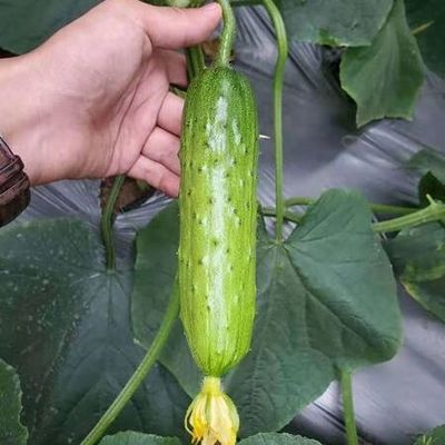 黄瓜种苗 旱黄瓜苗 嫁接旱黄瓜苗 田骄7号旱黄瓜苗 大刺包口感好 高产