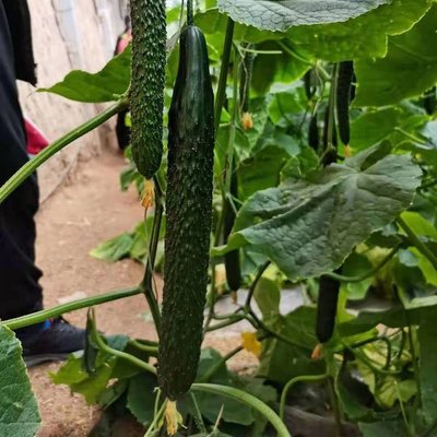 辽宁黄瓜苗 黄瓜苗批发 嫁接黄瓜苗基地